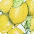 Robert Kaufman - Lemons